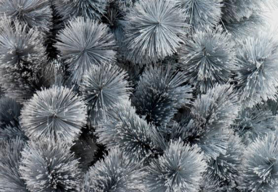 Novogodišnja Jelka Silver Beauty 250 cm - pogled 4