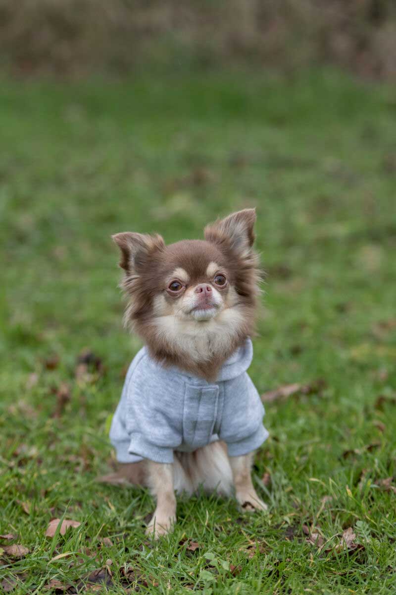 Trixie Odelo za psa 24cm Rainbow Falls 680802 - pogled 4