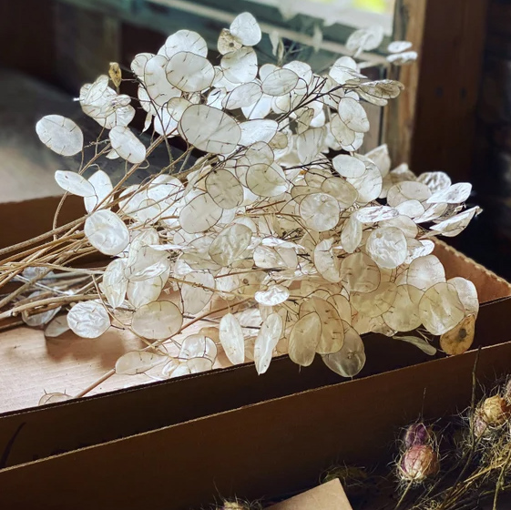 Lunarija - seme za cveće 5 kesica Franchi Sementi Virimax - pogled 4