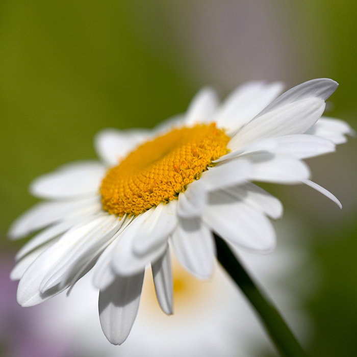 Margareta bela - seme za cveće 5 kesica Franchi Sementi Virimax - pogled 4