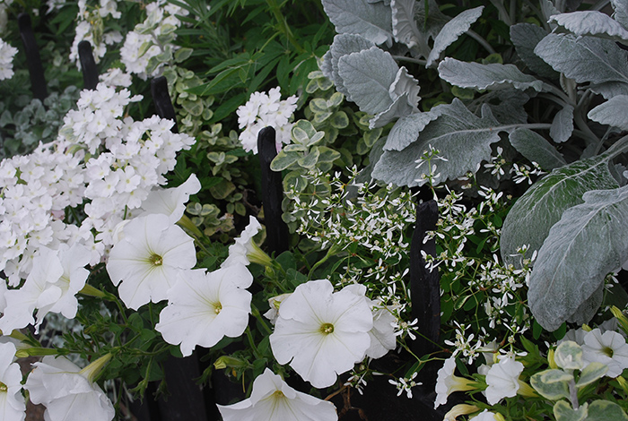 Cveće Petunija niska bela - seme 10 kesica Franchi Sementi Virimax - pogled 4