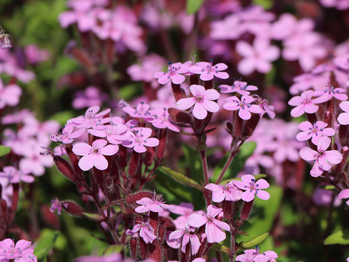 Seme za cveće Saponarija roze 10 kesica Franchi Sementi Virimax - pogled 4