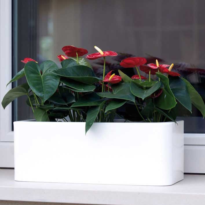 Ukrasna žardinjera Evolution Gloss Calypso Red - pogled 4