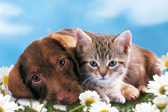 Ravensburger puzzle Dečije puzle - Mini Puzzle - Životinje - Animals 54 dela RA09430 - pogled 4