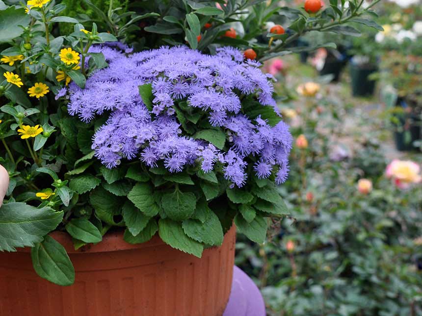 Cveće Goruća Ljubav - plava - Ageratum mexicanum - seme 2036 - pogled 4