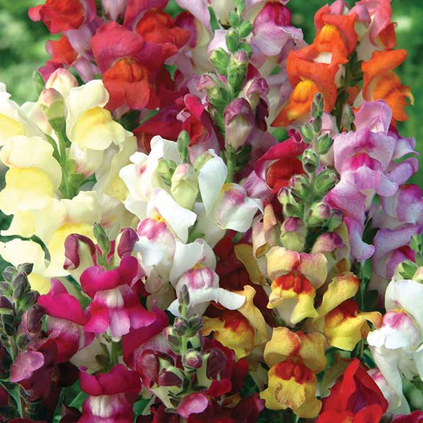 Cveće Zevalica - mešavina - Antirrhinum majus - seme 2129 - pogled 4