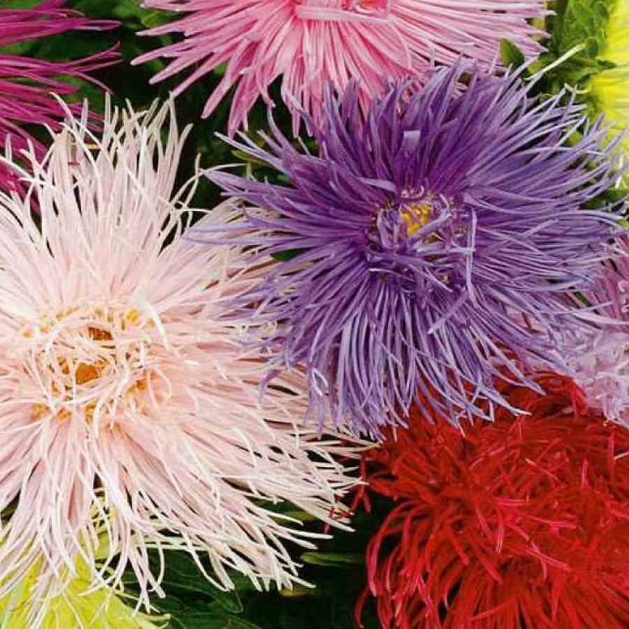 Seme Lepa Kata igličasta - mešavina - Callistephus chinensis spider 2260 - pogled 4