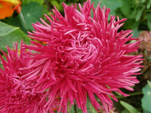 Seme Lepa Kata igličasta - pink - Callistephus chinensis spider 2261 - pogled 4