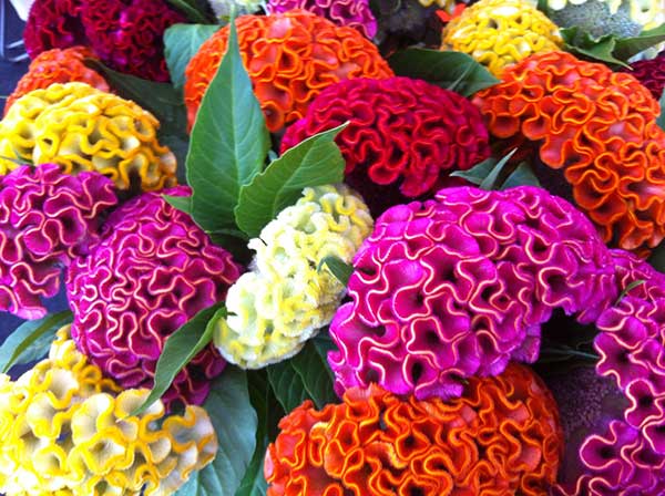 Baštensko cveće Petlova kresta - mešavina - Celosia argentea var. cristata 2742 - pogled 4