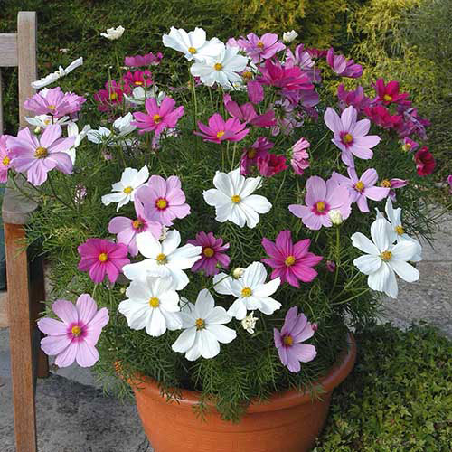 Baštensko cveće Kosmos - mešavina - Cosmos bipinnatus 2979 - pogled 4