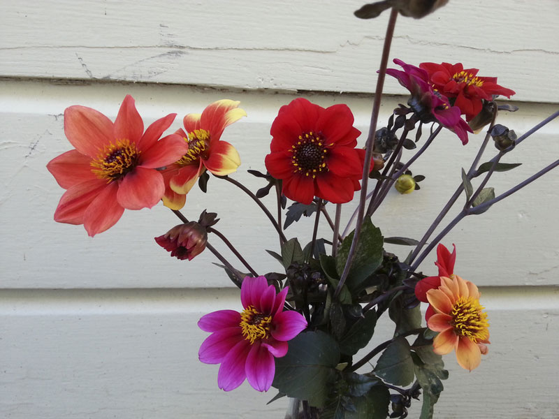 Seme za cveće Dalija - Georgina - mešavina - Dahlia sp. 3045 - pogled 4