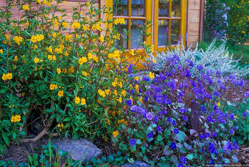 Seme za cveće Ukrasna facelija - Phacelia camapnularia - 3833 - pogled 4