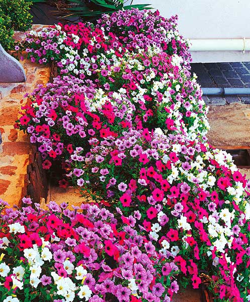 Seme za cveće Petunija - mešavina - Petunia hyb. - 4570 - pogled 4