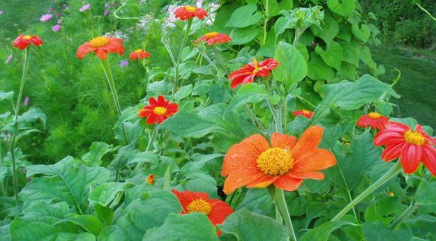 Seme za sadnju - cveće Meksički suncokret - mešavina - Tithonia speciosa 5455 - pogled 4