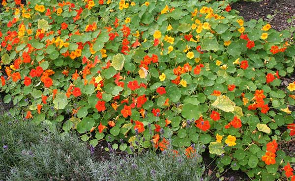 Baštensko cveće Dragoljub niski - mešavina - Tropaeolum majus nanum 5515 - pogled 4