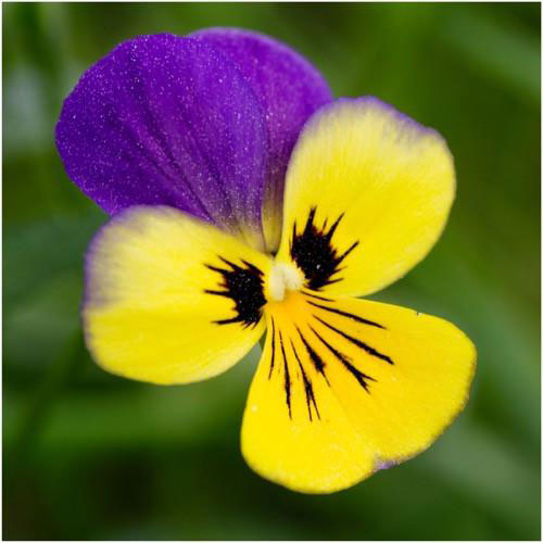 Seme za cveće Ljubičica sitnocvetna Helen Mount - Viola wittrockiana 5889 - pogled 4