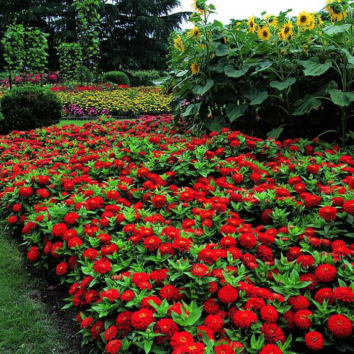 Cveće Cinija elegans - crvena - Zinnia elegans 5973 - pogled 4