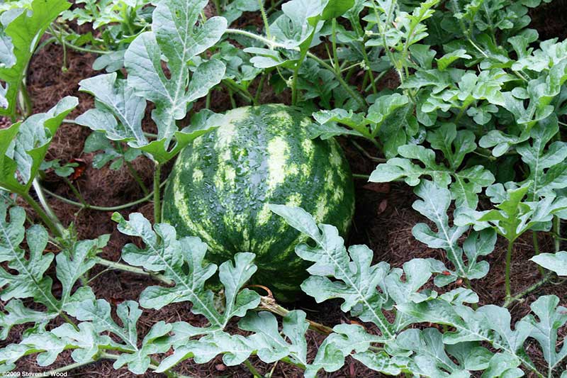 Lubenica Crimson Sweet - seme - Citrullus lanatus (Thunb.) Mansf. 813 - pogled 4