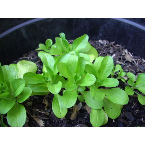 Seme za Matovilac žličar - Valerianella locusta 458 - pogled 4