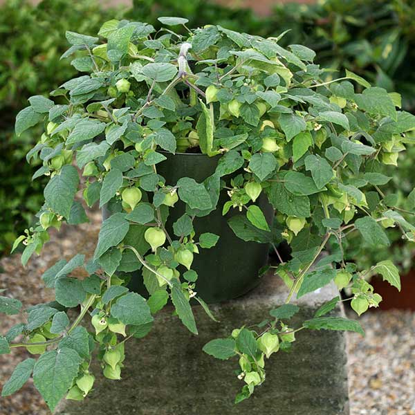 Seme za začinsko bilje -  Peruanska jagoda - Physalis peruviana 1075 - pogled 4