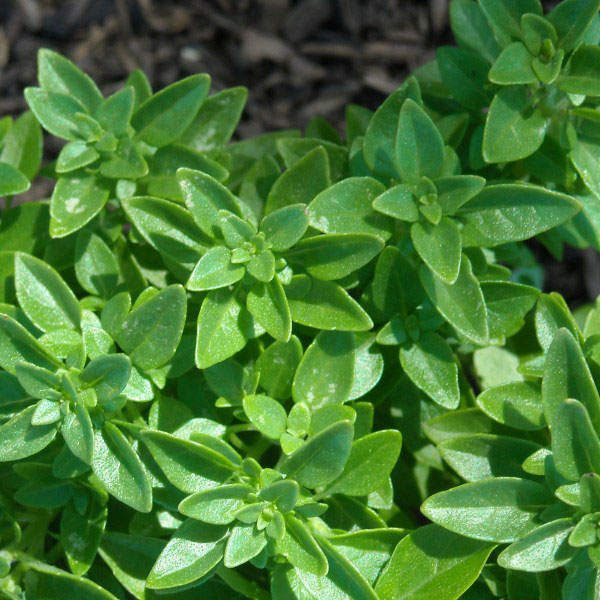 Seme za začinsko bilje - Grčki Bosiljak - Ocimum basilicum L. 1080 - pogled 4