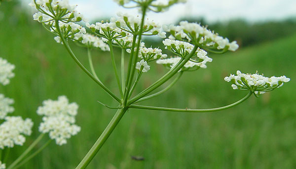 Seme za začinsko bilje - Kim - Carum carvi L. 1082 - pogled 4