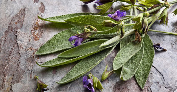 Žalfija - Salvia officinalis - seme 1093 - pogled 4