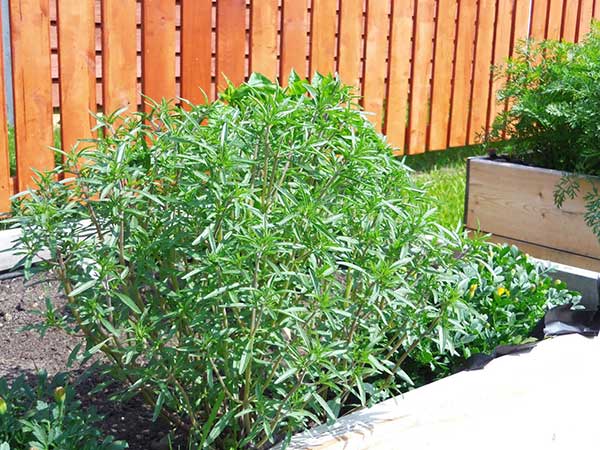 Seme za začin - Čubar - Satureja hortensis L. 1108 - pogled 4