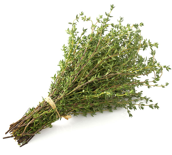 Majčina dušica - Thymus vulgaris L. - seme 1112 - pogled 4