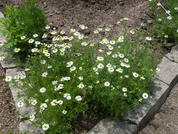 Kamilica - Matricaria chamomilla - seme 1118 - pogled 4