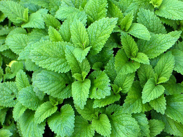 Matičnjak - Melissa officinalis L. - seme 1120 - pogled 4