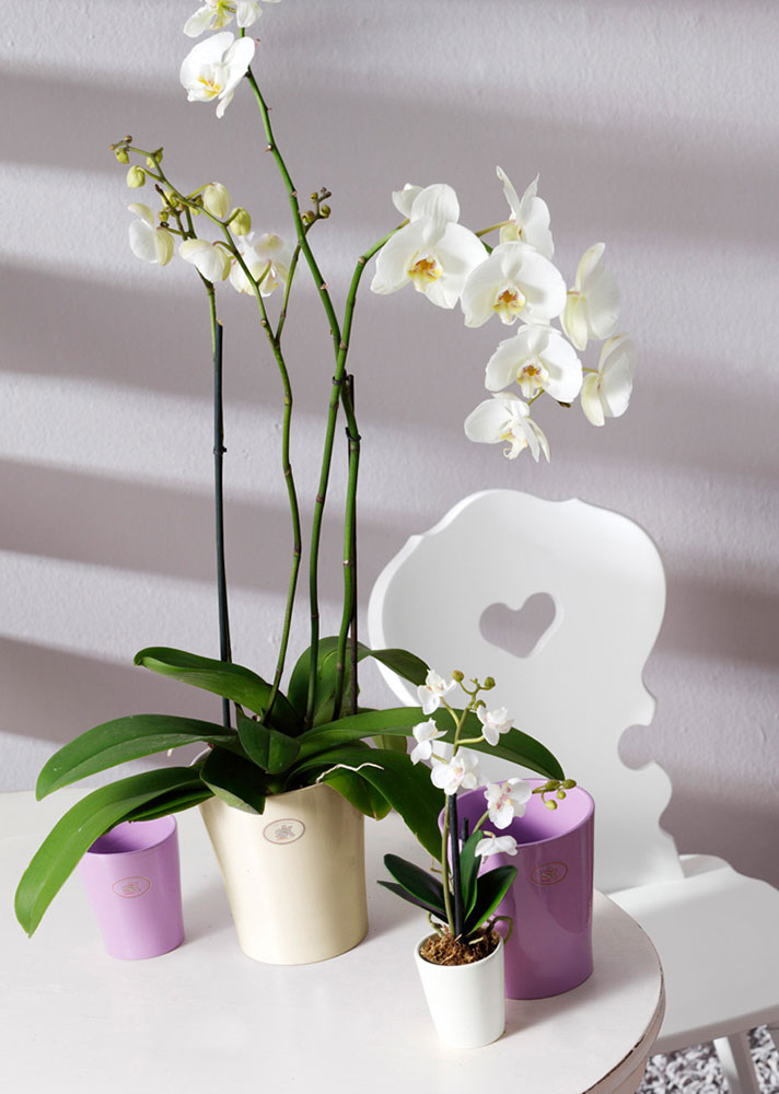 Soendgen keramička saksija Merina Candy 15cm bela - pogled 4