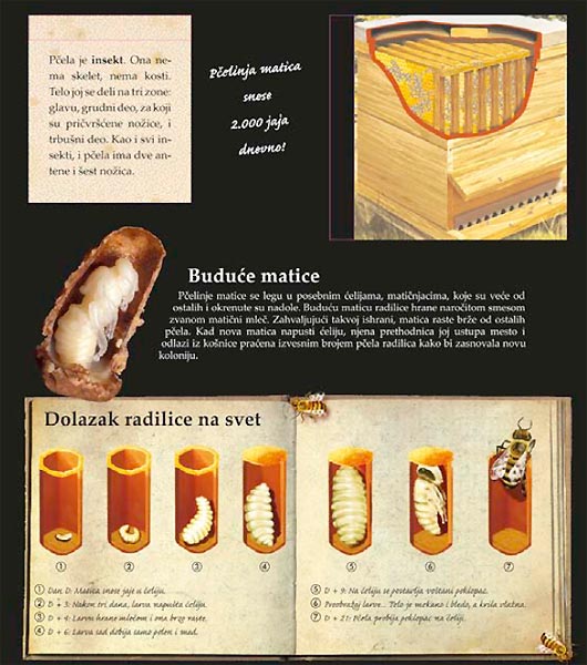 LaRousse - Insekti i druge životinjice, Fransoaz de Giber - pogled 4