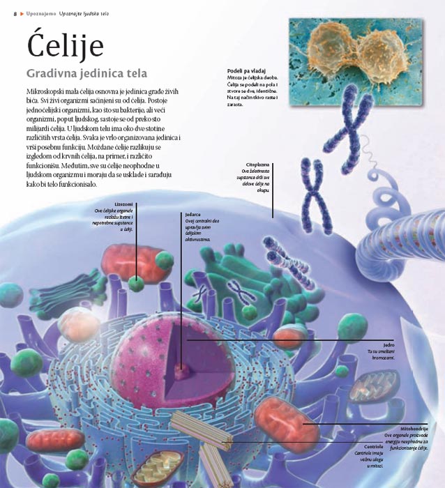 Upoznaj Ljudsko Telo, Linda Kalabrezi - pogled 4