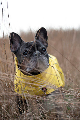 Kišni mantil za psa Vimy Yellow leđa 62cm Trixie 67977 - pogled 4