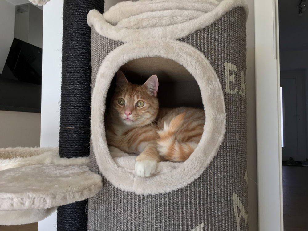 Trixie Penjalica za mačke sa kućicom Juana 134cm 44425 - pogled 4