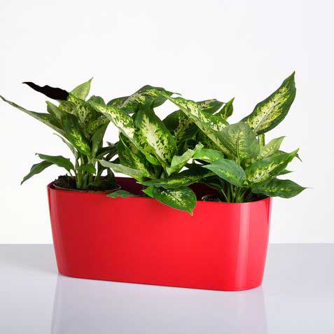 Žardinjera sa sistemom za samozalivanje Pearl 40cm crvena - pogled 4