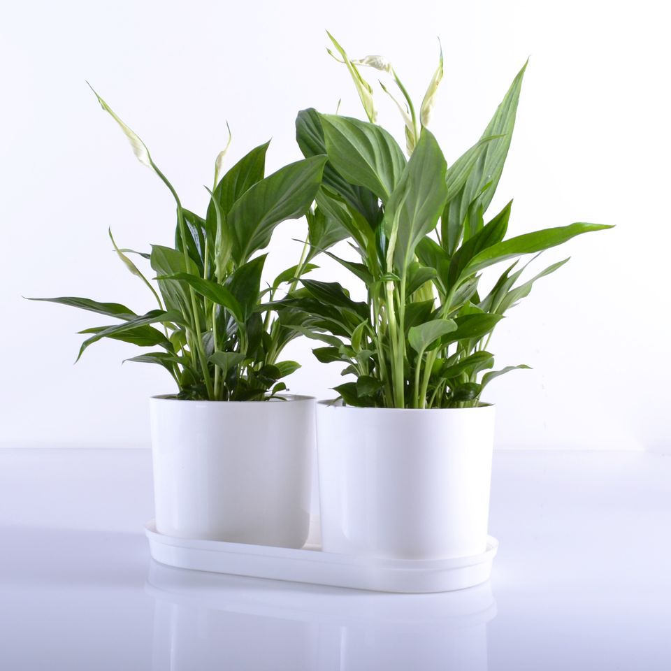 Komplet 2 saksije sa tacnom Drama Mix and PlaY bela - pogled 4