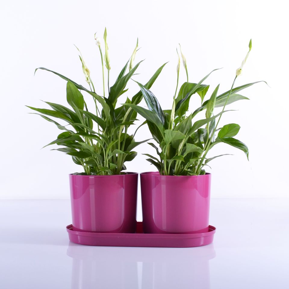 Komplet 2 saksije sa tacnom Drama Mix and PlaY roze - pogled 4