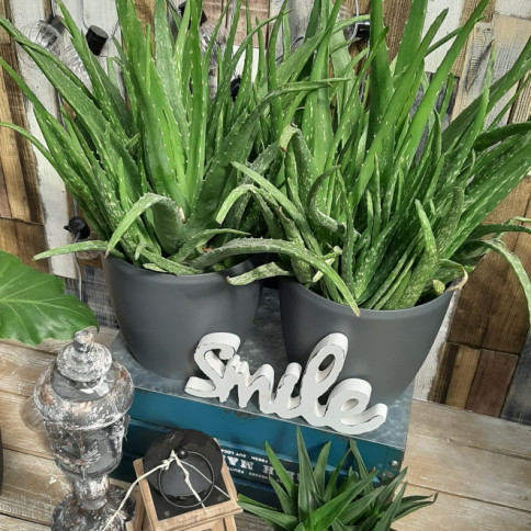 Komplet saksija u mat sivoj boji sa unutrašnjom tacnom 8 komada - pogled 4