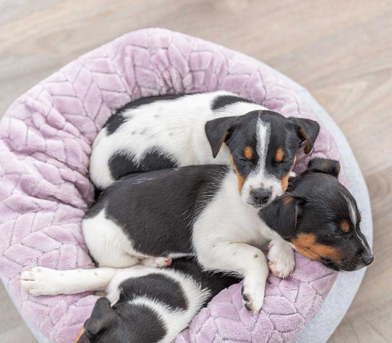 Trixie Junior Krevet za male pse i mačke 40cm 38251 - pogled 5