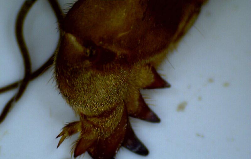 Digitalni mikroskop kamera 1.3 MPx - pogled 5