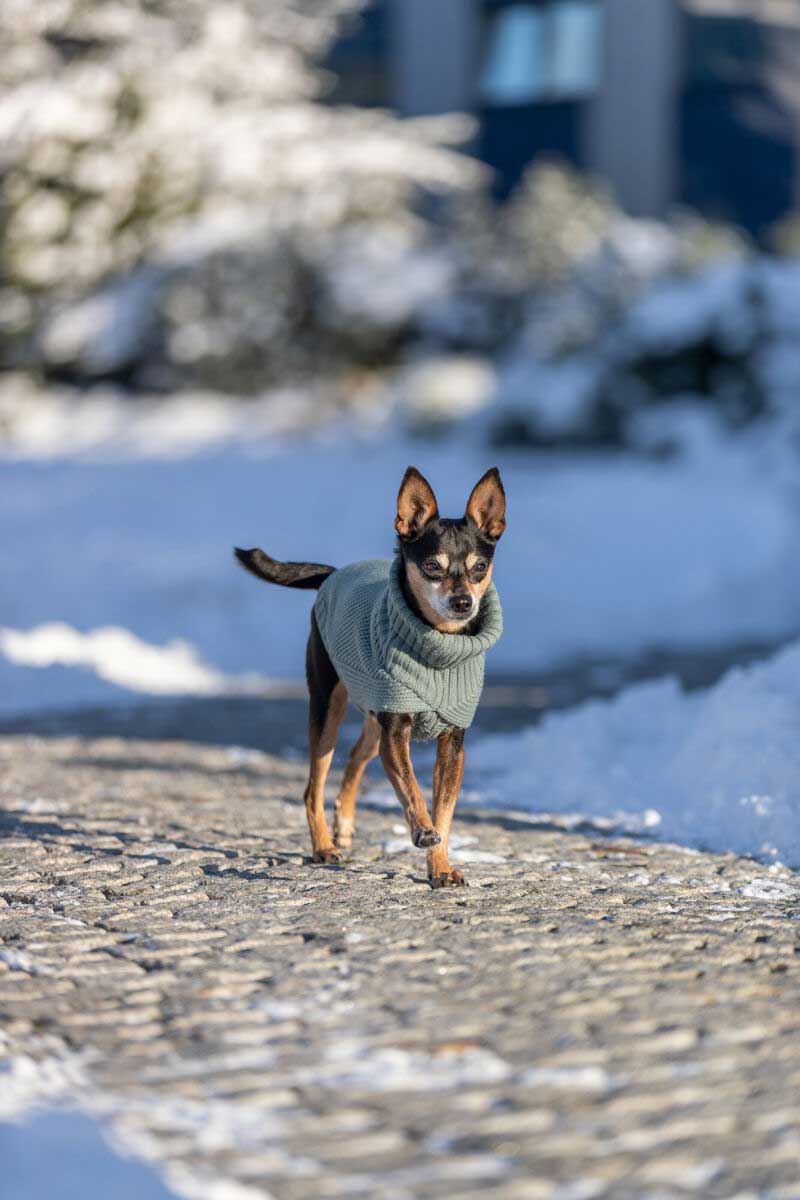 Džemper za pse leđa 36cm City Style Berlin grey Trixie 680144 - pogled 5