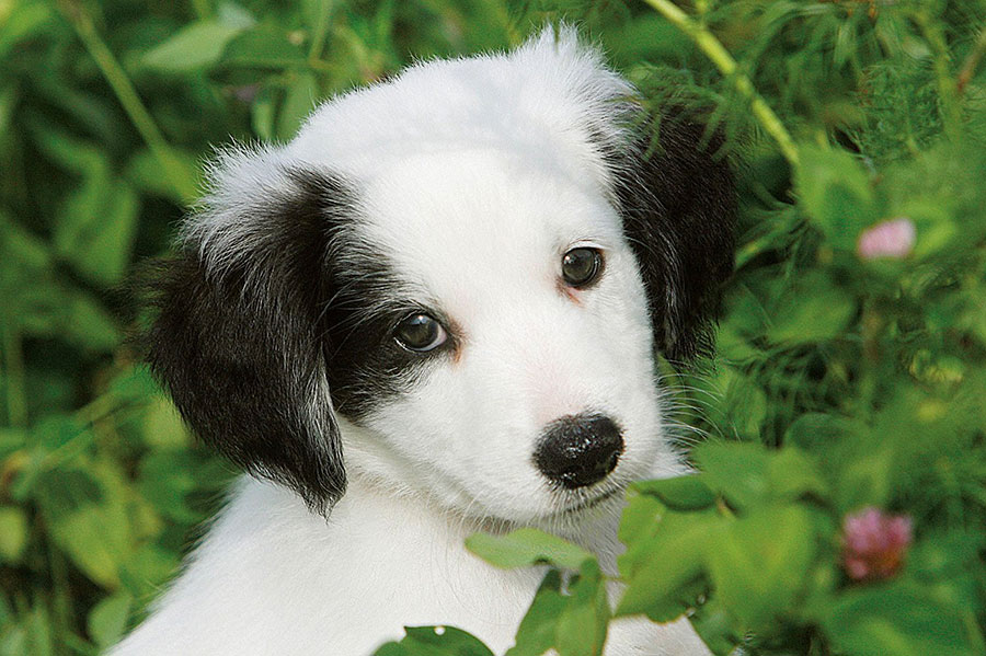 Ravensburger puzzle Dečije puzle - Mini Puzzle - Životinje - Animals 54 dela RA09430 - pogled 5