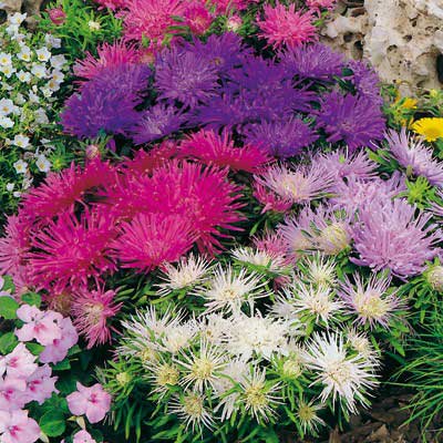 Seme Lepa Kata igličasta - mešavina - Callistephus chinensis spider 2260 - pogled 5