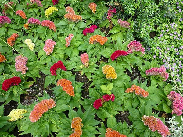 Baštensko cveće Petlova kresta - mešavina - Celosia argentea var. cristata 2742 - pogled 5