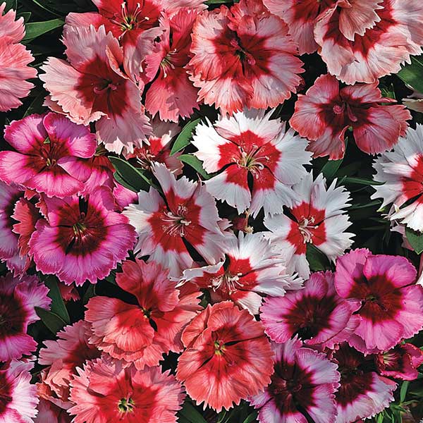 Seme za cveće Kineski karanfil - mešavina - Dianthus chinensis 3138 - pogled 5