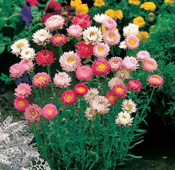 Seme za cveće Suva ruža - mešavina - Helichrysum bracteatum 3720 - pogled 5