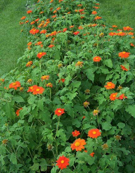 Seme za sadnju - cveće Meksički suncokret - mešavina - Tithonia speciosa 5455 - pogled 5