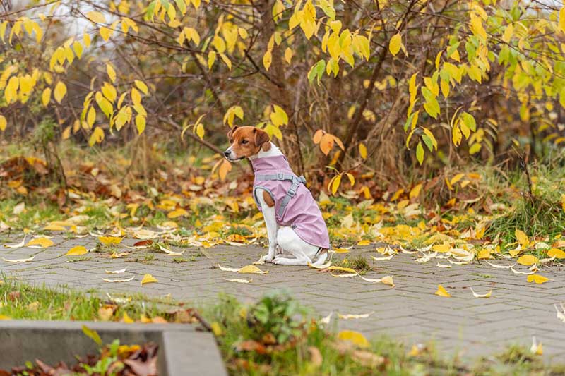 Odelo sa integrisanim amom za pse leđa 27cm Pontis pink 6801901 - pogled 5